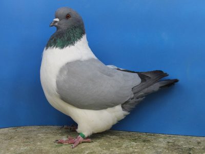 Strasser pigeon