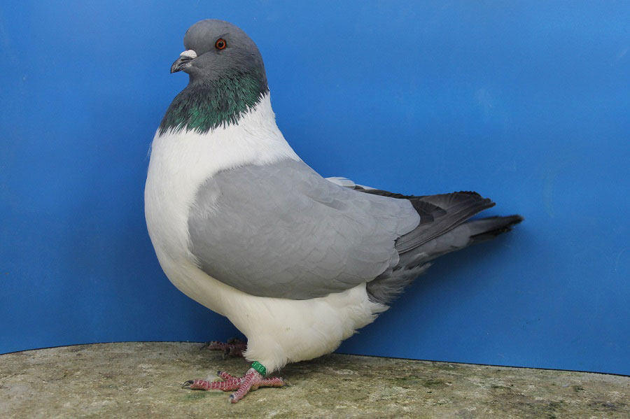 strasser pigeon