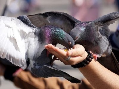 Qué comen las palomas