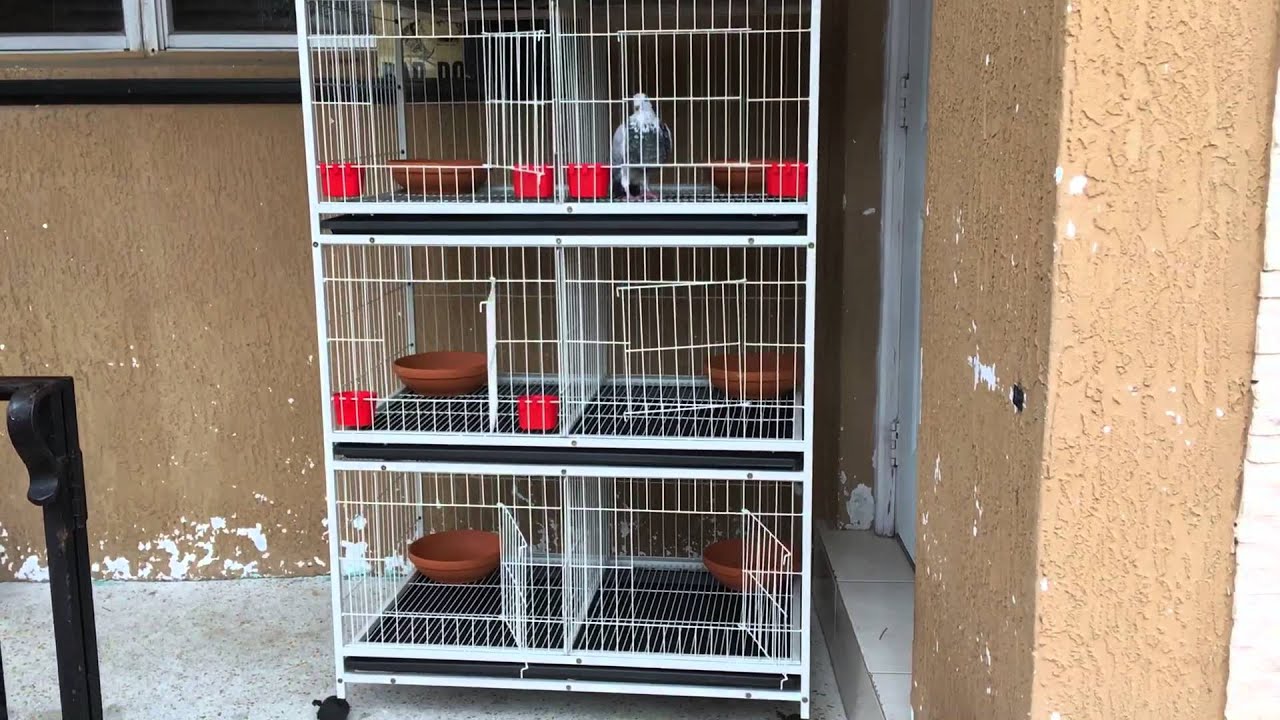 Cómo hacer jaulas para palomas